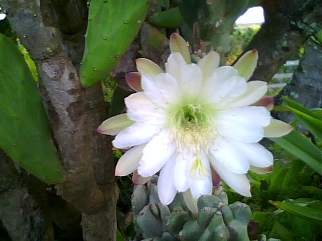 Cereus-ly