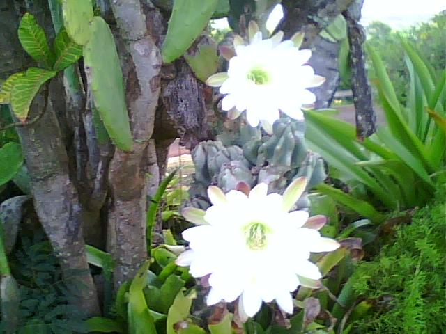Cereus_02