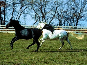 Horse Black and White Dance