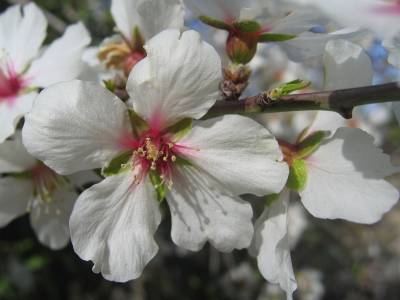 WhiteAlmondBlossomClose