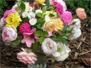 1404-RosesVariety