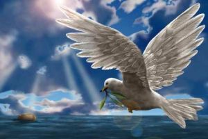NoahDove7