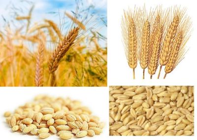 L: Barley R: Wheat